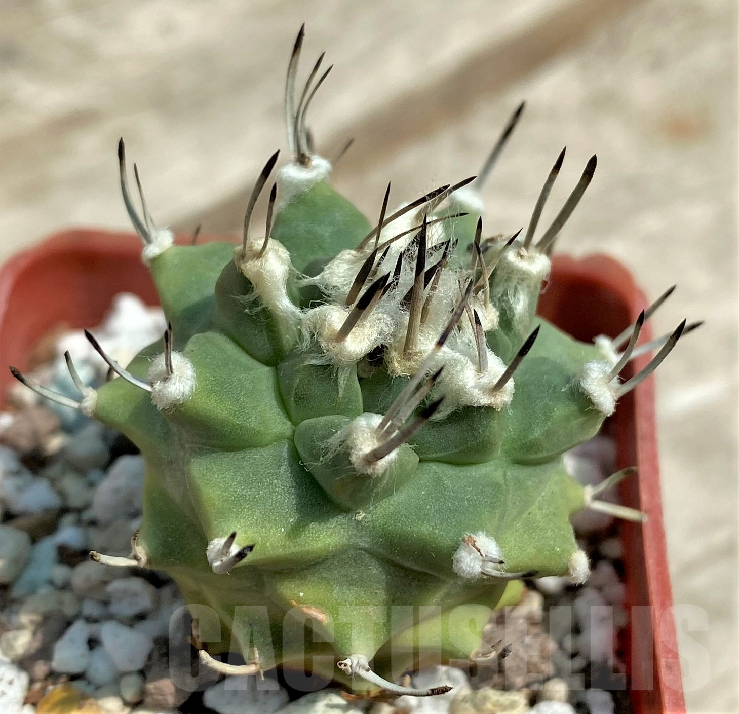SHPR3324 Turbinicarpus alonsoi