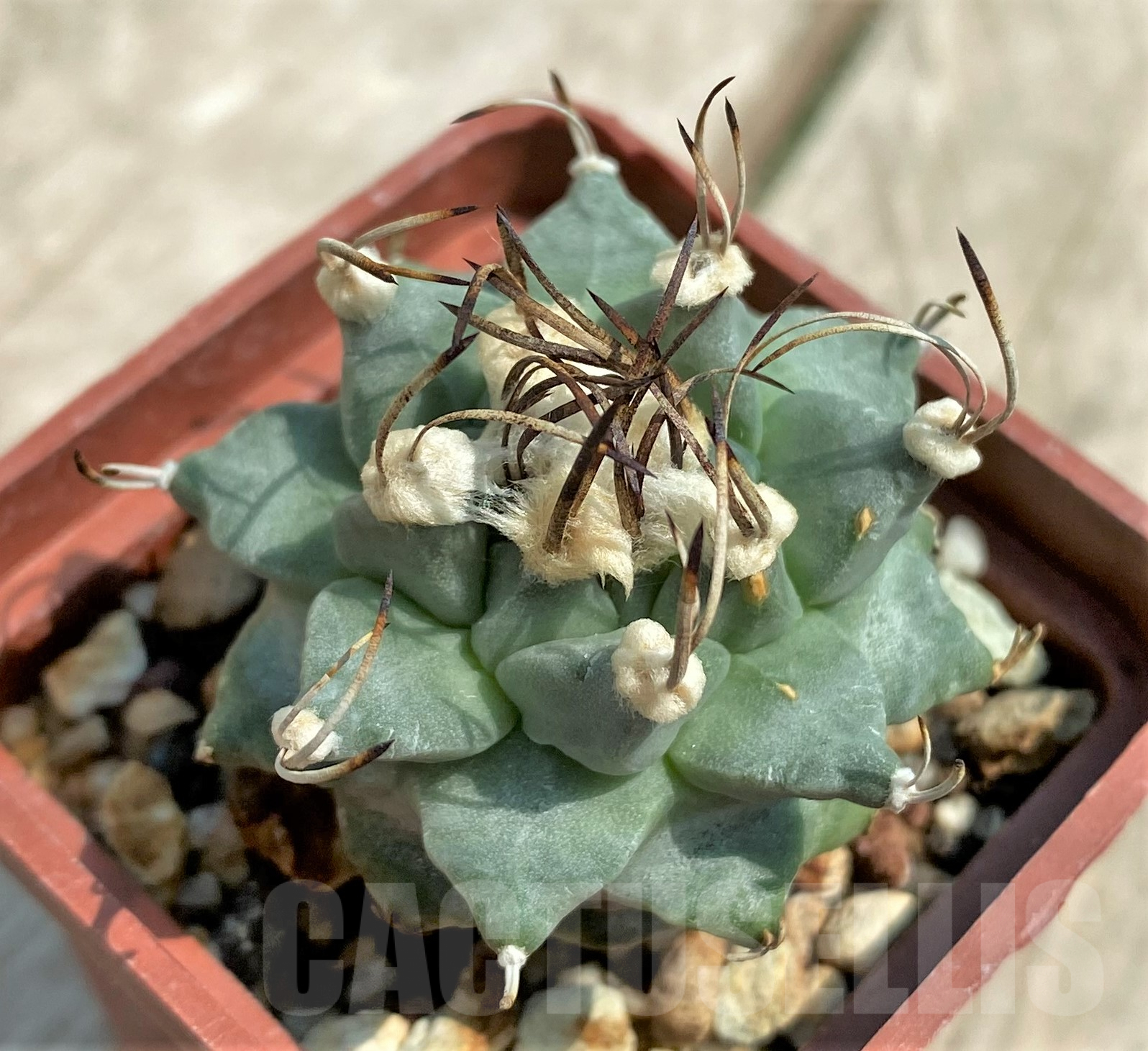 SHPR30662 Turbinicarpus alonsoi - Obrázek 2