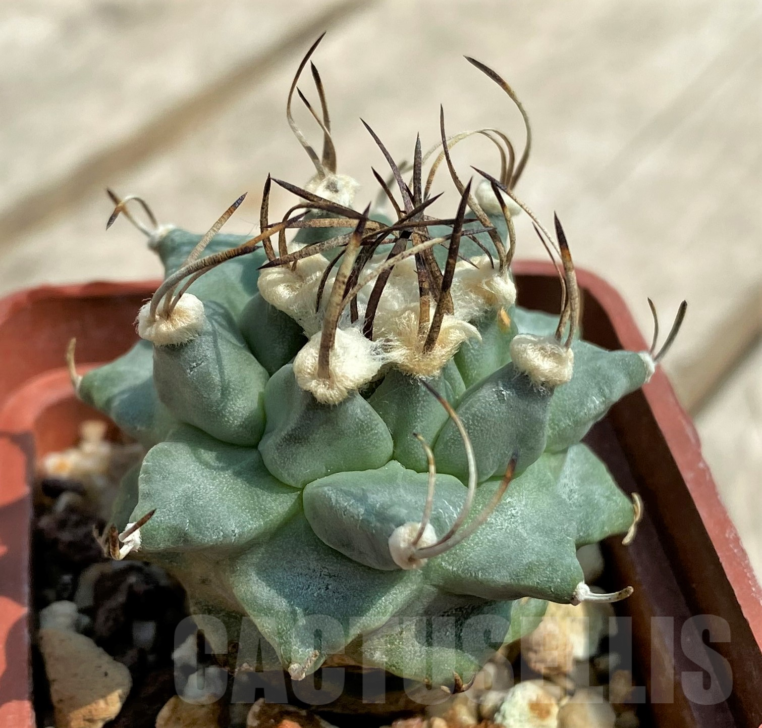 SHPR30662 Turbinicarpus alonsoi
