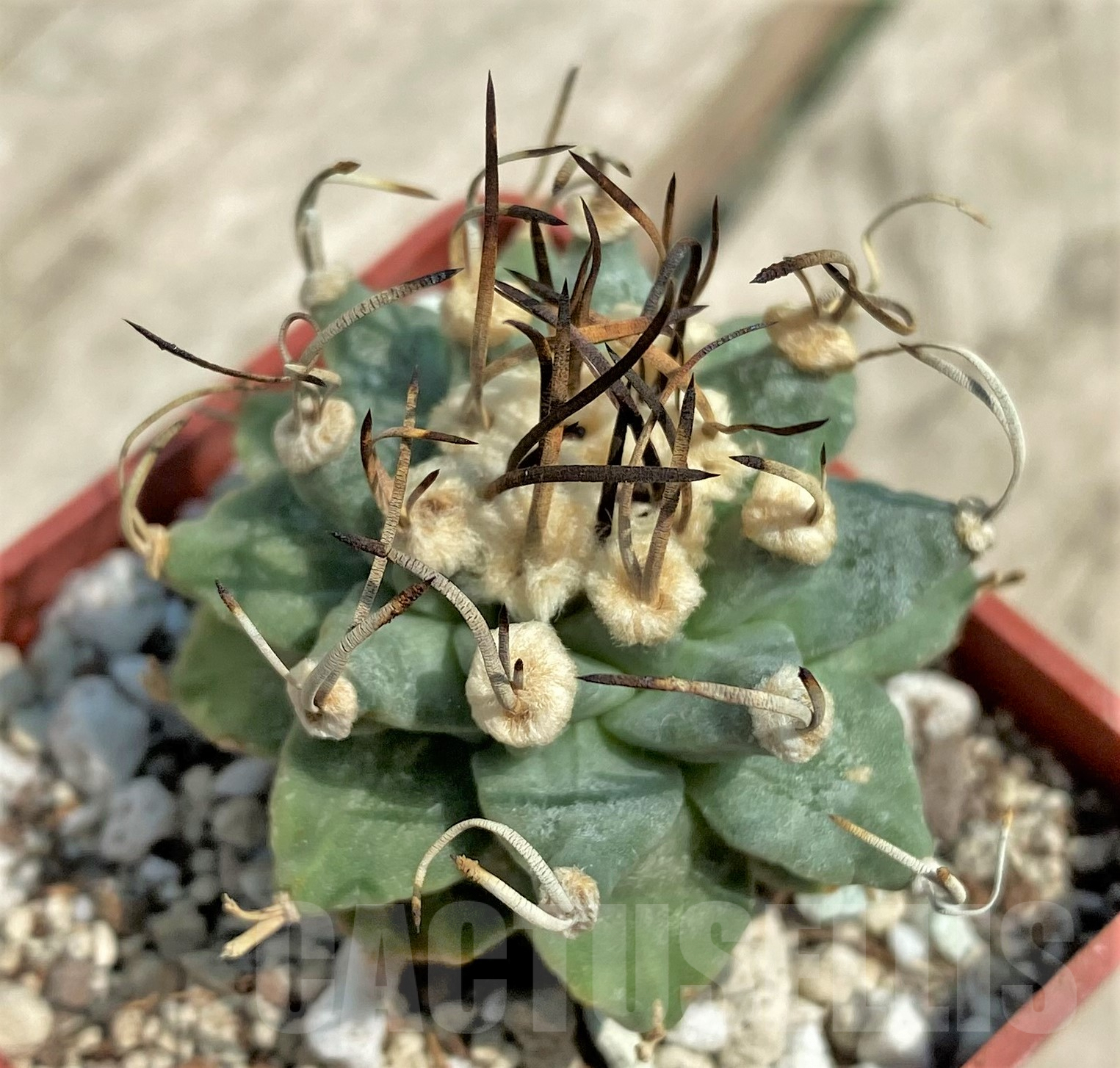 SHPR30663 Turbinicarpus alonsoi