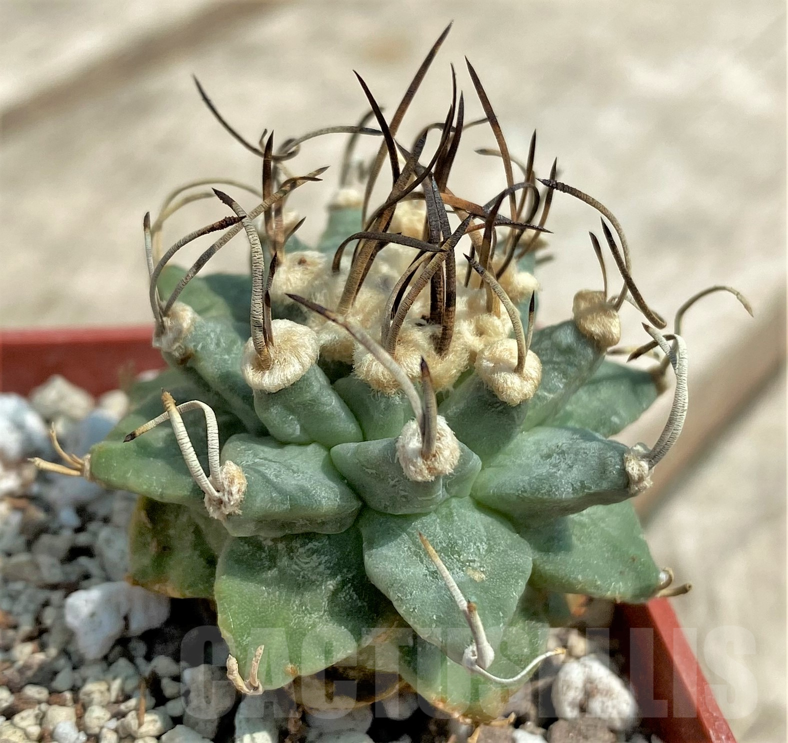 SHPR30663 Turbinicarpus alonsoi - Obrázek 2