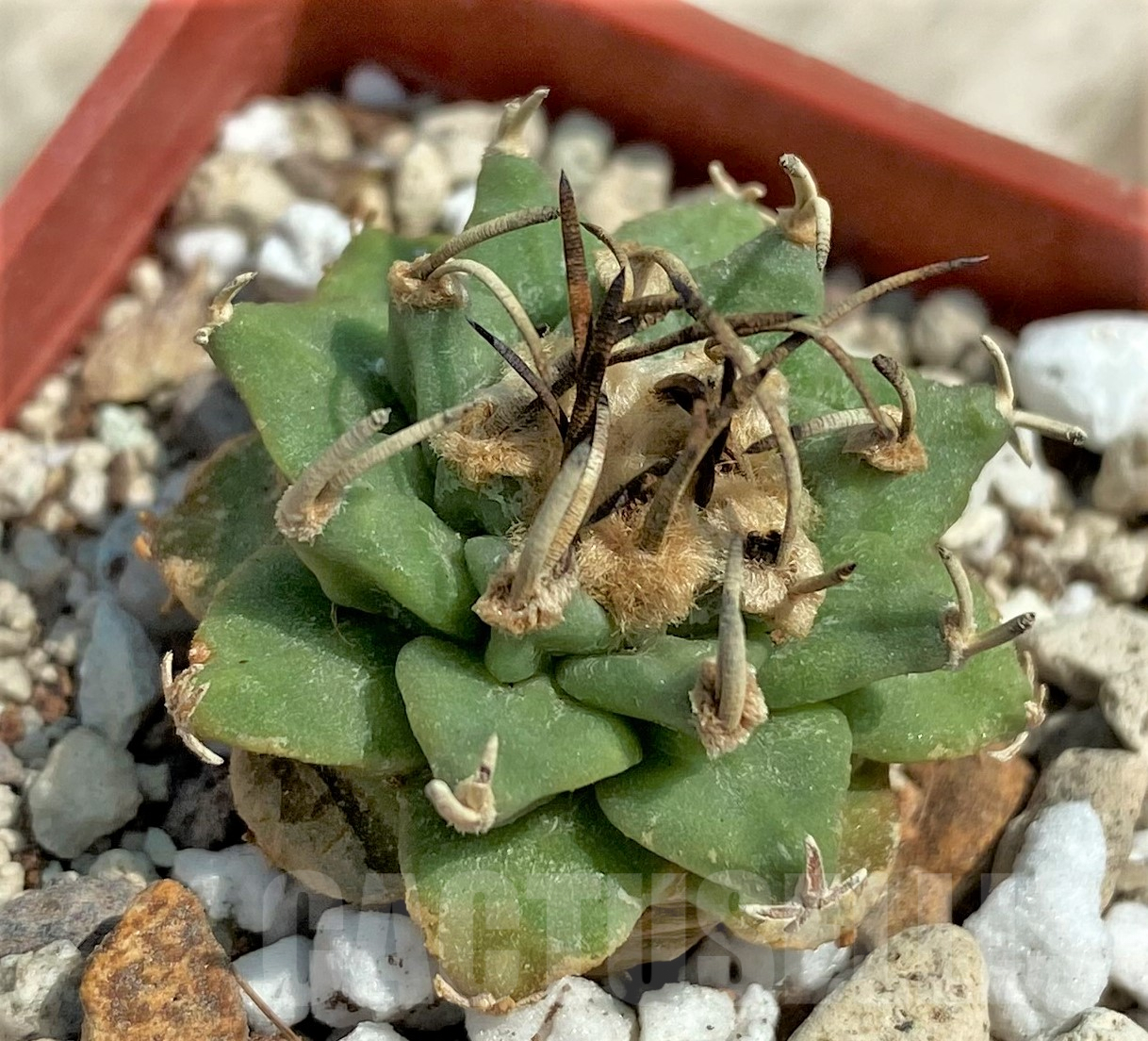 SHPR30664 Turbinicarpus alonsoi