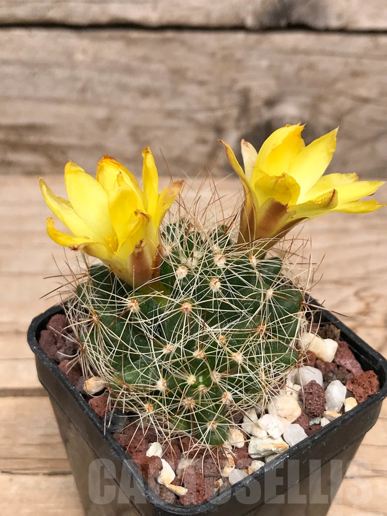 SHPR4389 Mammillaria melaleuca, Mexico