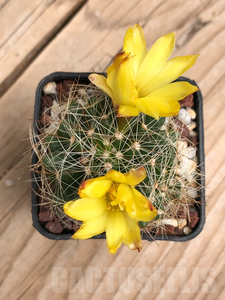 SHPR4389 Mammillaria melaleuca, Mexico - Image 3