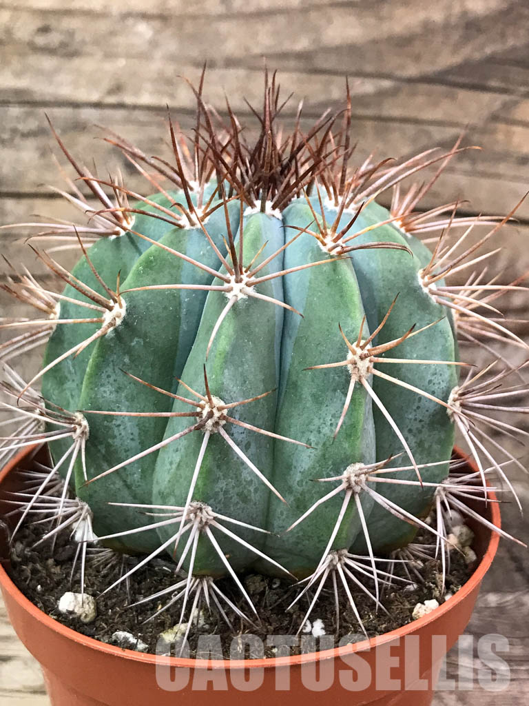 SH4400 Melocactus azureus, Brazil - 画像 (2)