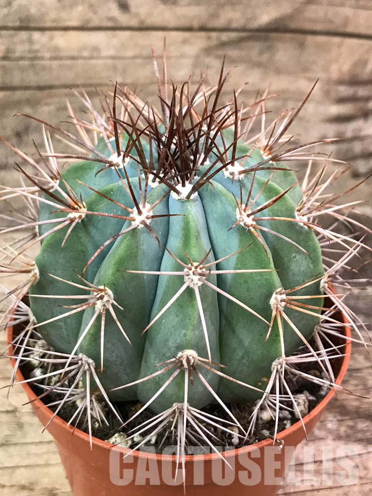 SH4400 Melocactus azureus, Brazil