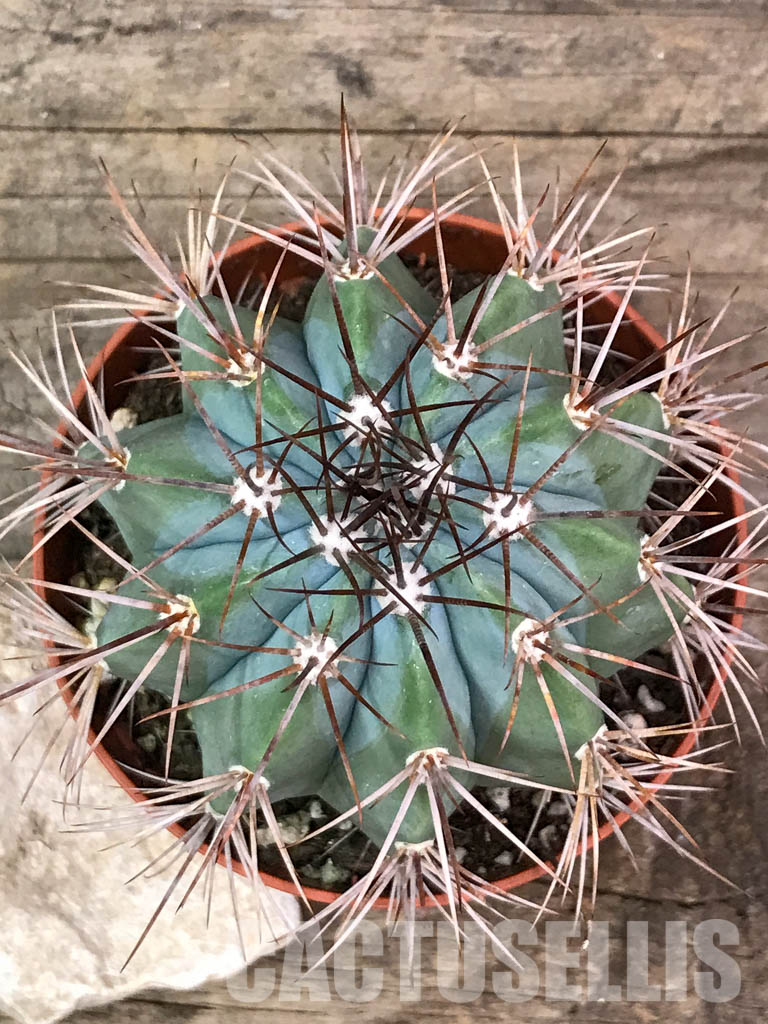 SH4400 Melocactus azureus, Brazil - 画像 (4)