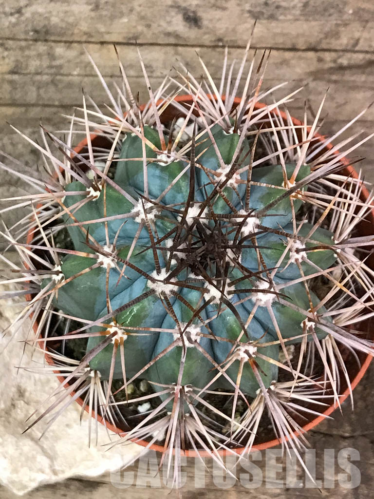SH4400 Melocactus azureus, Brazil - 画像 (5)