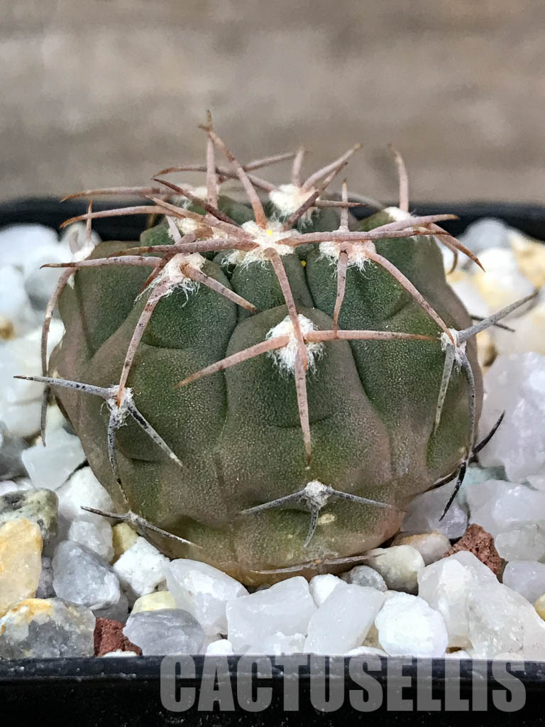 SHPR4402 Gymnocalycium glaucum L 512,Tinogasta, Catamarca, 2700m, Argentina - Image 2
