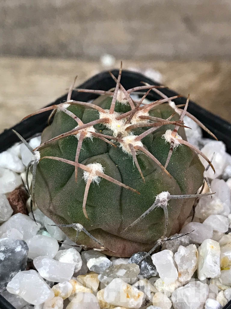 SHPR4402 Gymnocalycium glaucum L 512,Tinogasta, Catamarca, 2700m, Argentina - Image 3