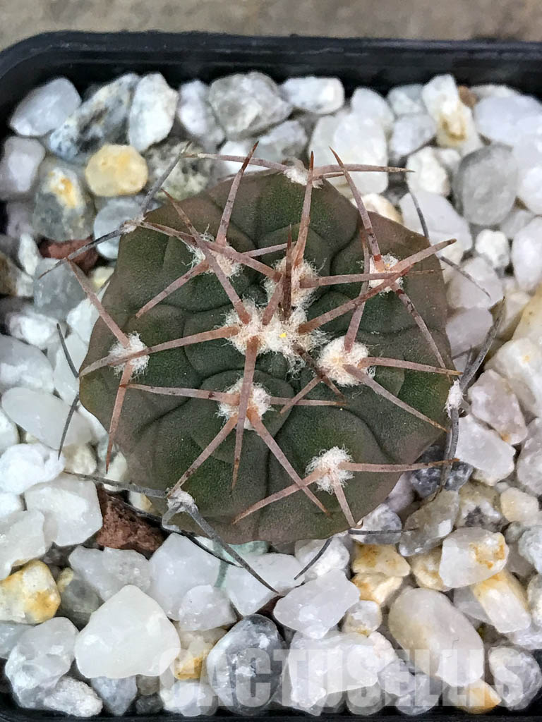 SHPR4402 Gymnocalycium glaucum L 512,Tinogasta, Catamarca, 2700m, Argentina