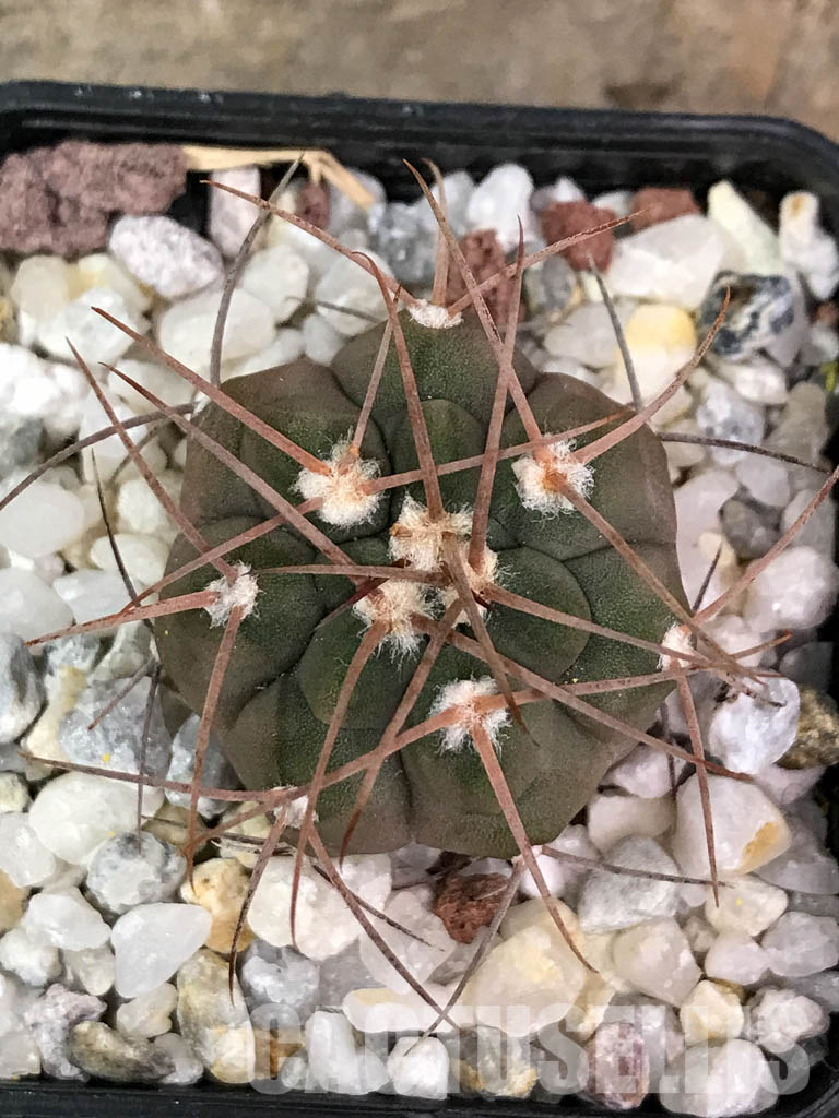 SHPR4402 Gymnocalycium glaucum L 512,Tinogasta, Catamarca, 2700m, Argentina - Image 5