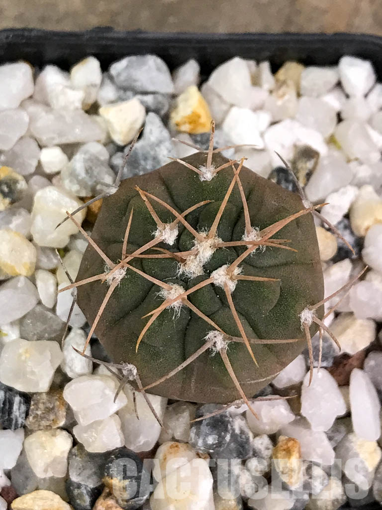 SHPR4402 Gymnocalycium glaucum L 512,Tinogasta, Catamarca, 2700m, Argentina - Image 6