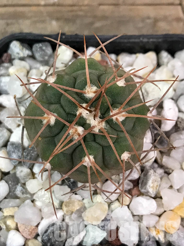 SHPR4402 Gymnocalycium glaucum L 512,Tinogasta, Catamarca, 2700m, Argentina - Image 7