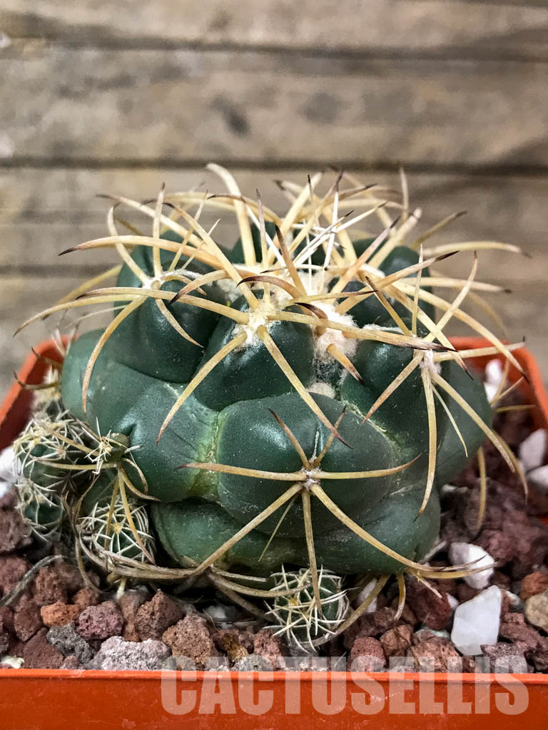 SHPR4404 Coryphantha bumamma, Mexico - Image 2
