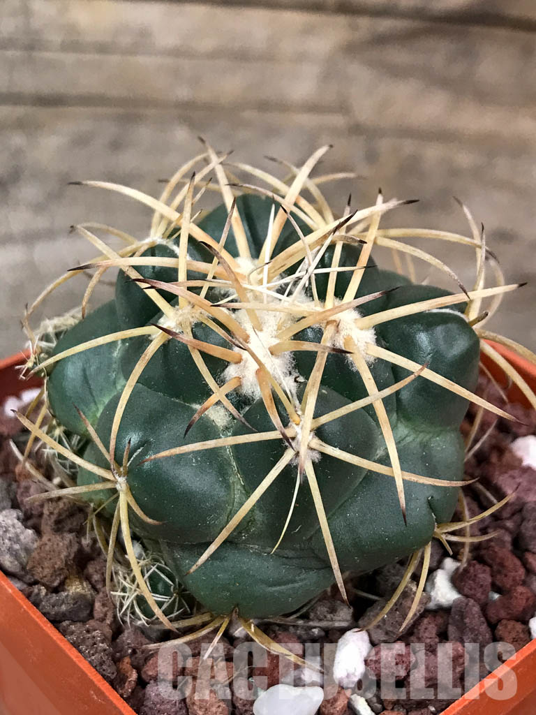SHPR4404 Coryphantha bumamma, Mexico - Image 3