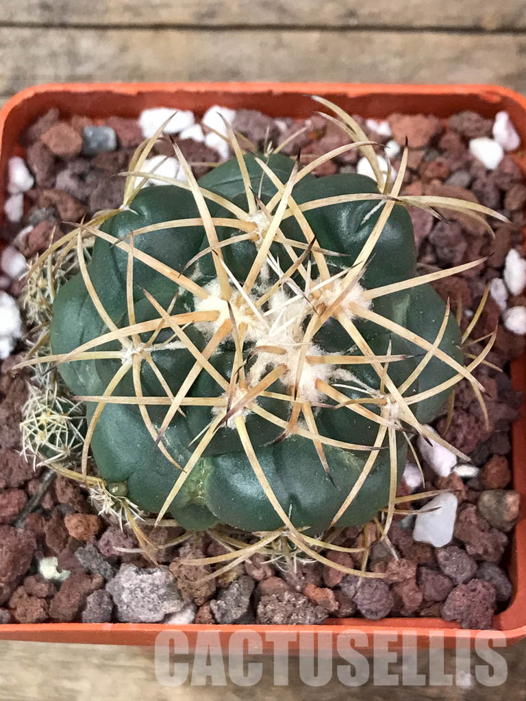 SHPR4404 Coryphantha bumamma, Mexico - Image 4