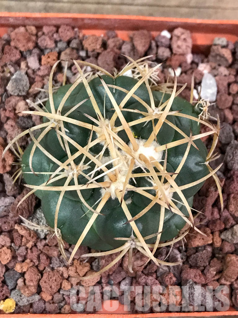 SHPR4404 Coryphantha bumamma, Mexico - Image 5