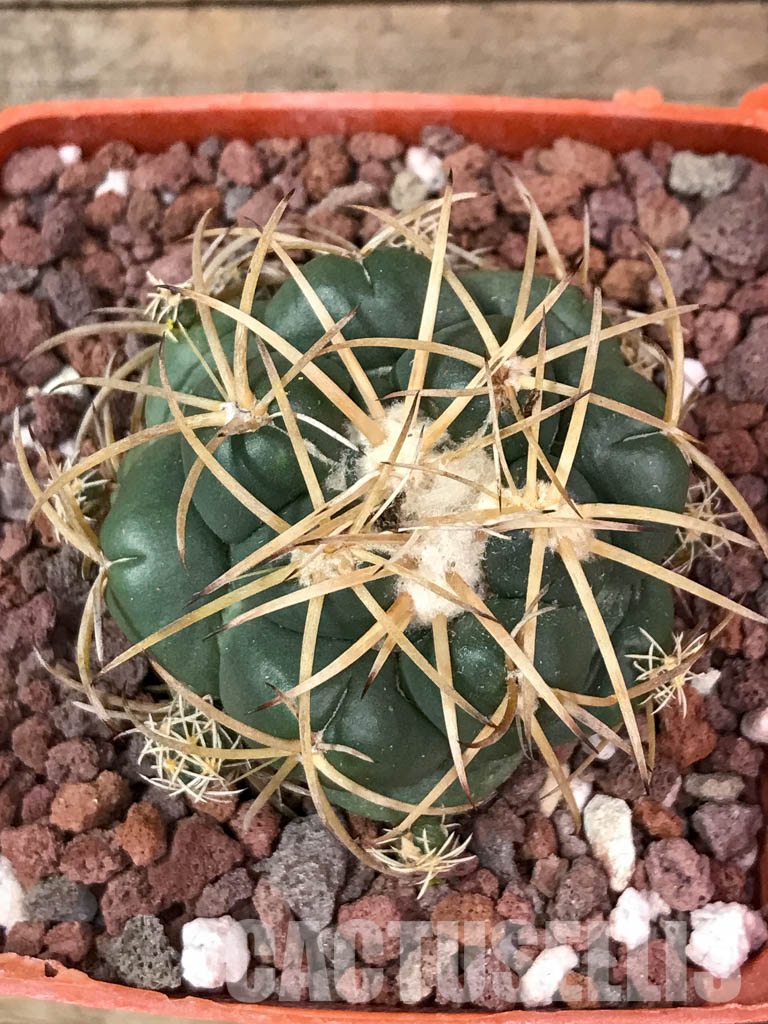 SHPR4404 Coryphantha bumamma, Mexico - Image 6