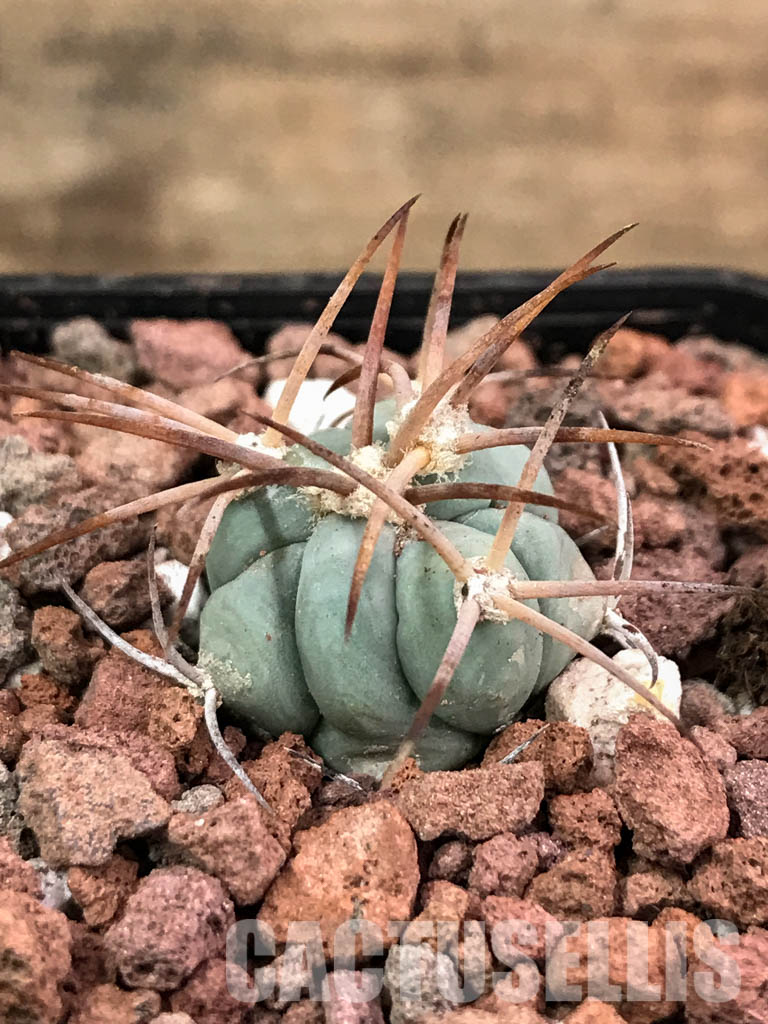 SHPR4421 Echinocactus horizonthalonius RC 531, Finlay, Hudspeth Co, Texas - Image 2