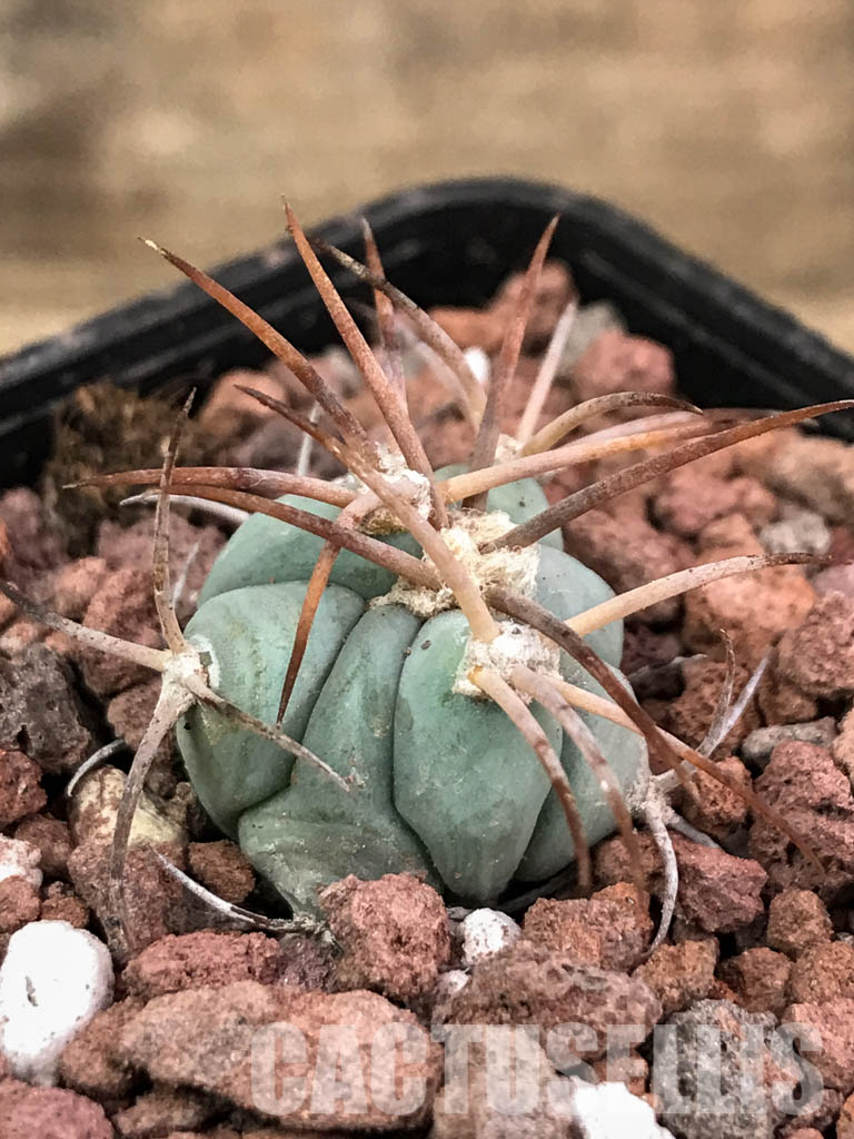 SHPR4421 Echinocactus horizonthalonius RC 531, Finlay, Hudspeth Co, Texas - Image 3