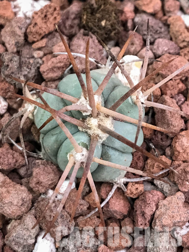 SHPR4421 Echinocactus horizonthalonius RC 531, Finlay, Hudspeth Co, Texas