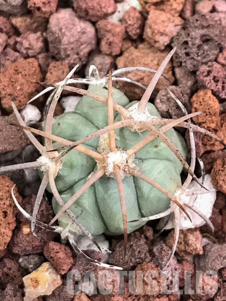 SHPR4421 Echinocactus horizonthalonius RC 531, Finlay, Hudspeth Co, Texas - Image 5