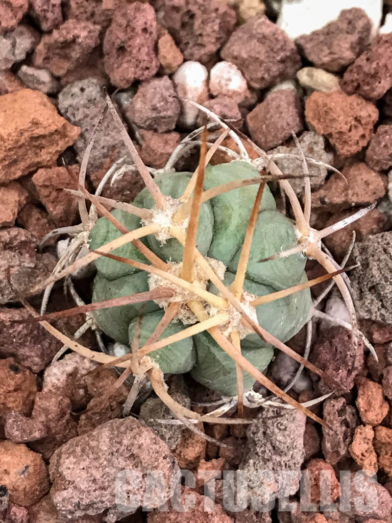 SHPR4421 Echinocactus horizonthalonius RC 531, Finlay, Hudspeth Co, Texas - Image 6