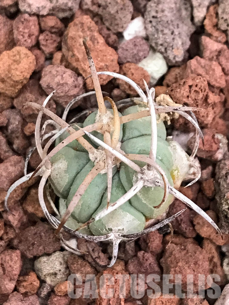SHPR4421 Echinocactus horizonthalonius RC 531, Finlay, Hudspeth Co, Texas - Image 7