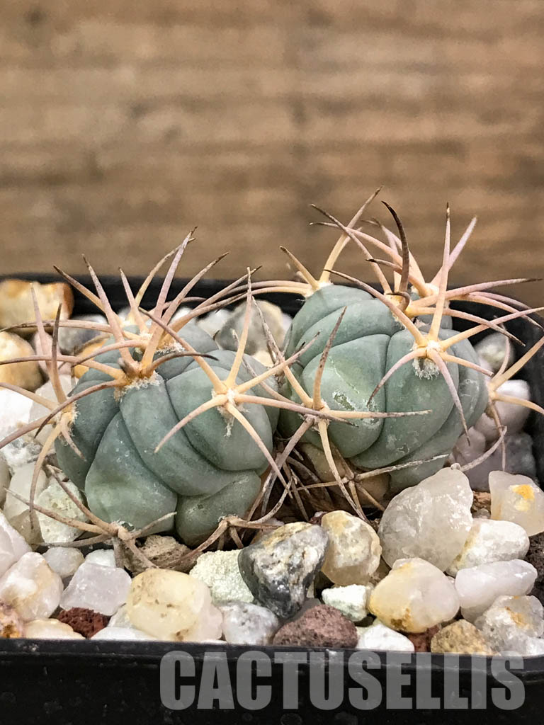 SHPR4427 Echinocactus horizonthalonius PM24/77, 2 heads, Cuatro Cienegas, Coahuila de Zaragoza, Mexico - Image 2