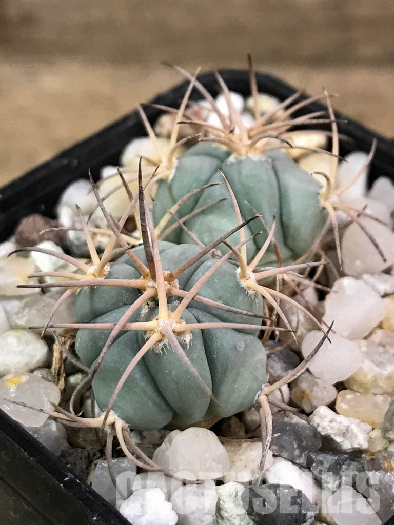 SHPR4427 Echinocactus horizonthalonius PM24/77, 2 heads, Cuatro Cienegas, Coahuila de Zaragoza, Mexico - Image 3