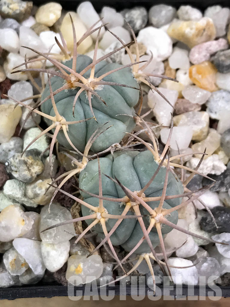 SHPR4427 Echinocactus horizonthalonius PM24/77, 2 heads, Cuatro Cienegas, Coahuila de Zaragoza, Mexico - Image 4