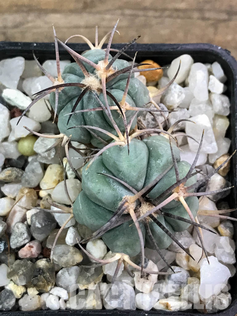 SHPR4427 Echinocactus horizonthalonius PM24/77, 2 heads, Cuatro Cienegas, Coahuila de Zaragoza, Mexico - Image 5