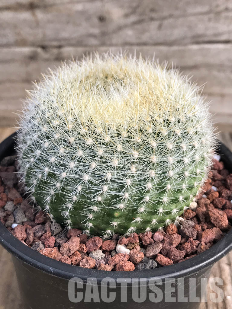 SH4453 Notocactus haselbergii - immagine 2