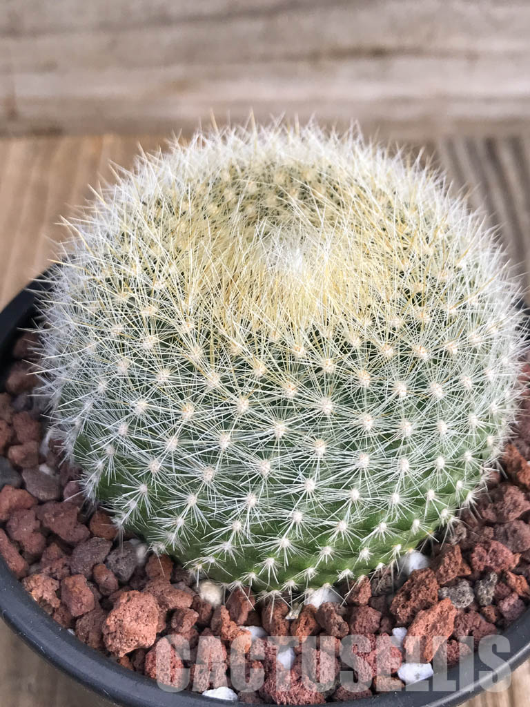 SH4453 Notocactus haselbergii - immagine 3