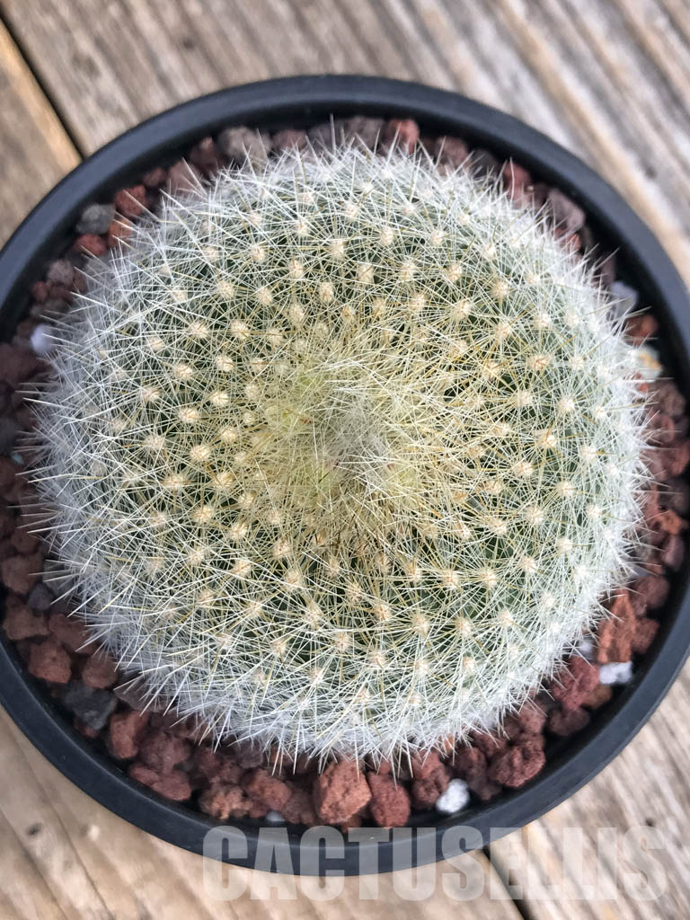 SH4453 Notocactus haselbergii - immagine 4