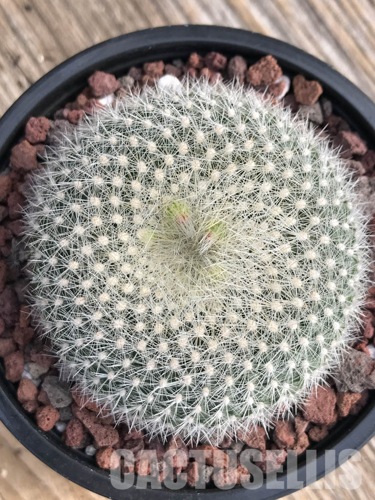 SH4453 Notocactus haselbergii - immagine 5