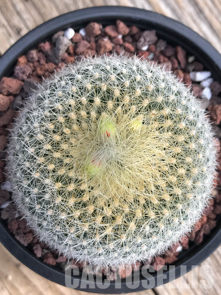 SH4453 Notocactus haselbergii - immagine 6