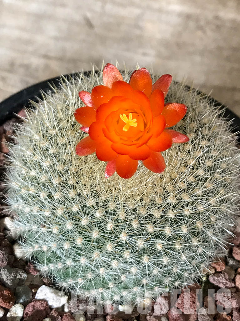 SH4453 Notocactus haselbergii