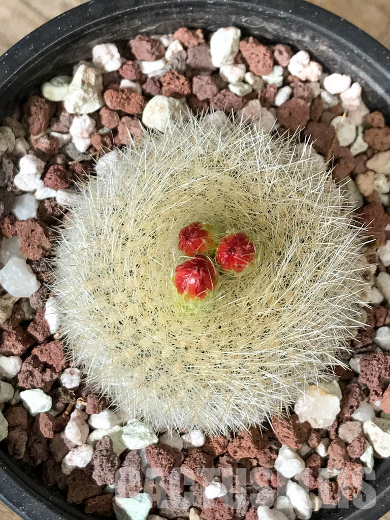 SH4453 Notocactus haselbergii - immagine 8