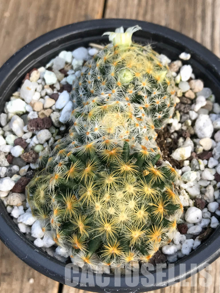 SH4455 Mammillaria schiedeana - immagine 2