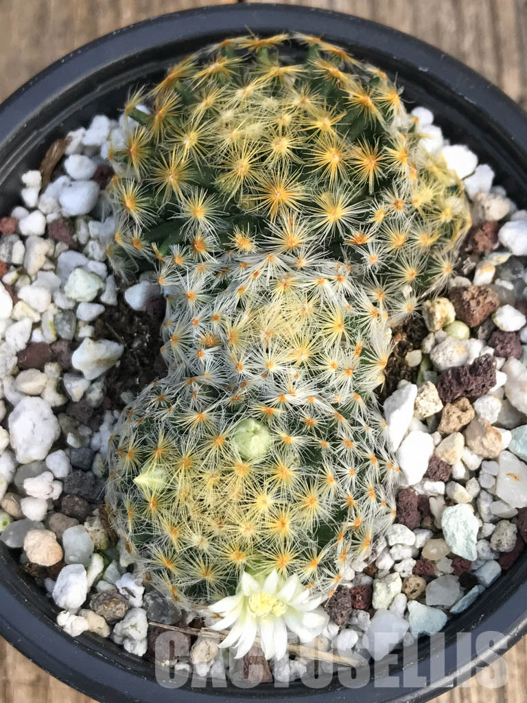 SH4455 Mammillaria schiedeana - immagine 3