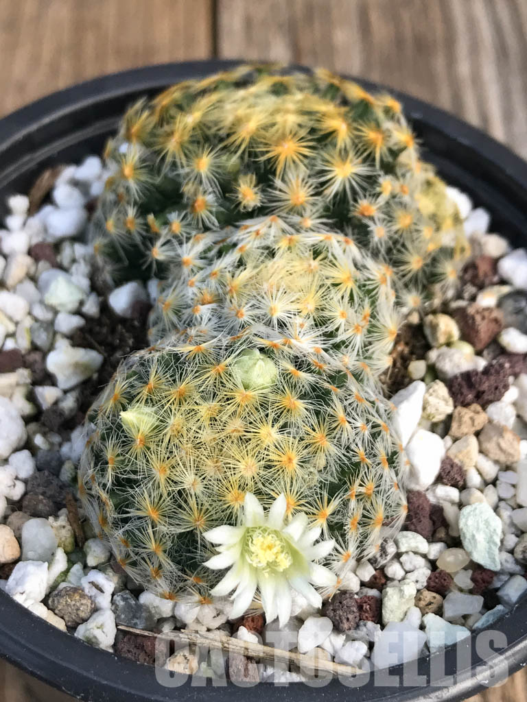 SH4455 Mammillaria schiedeana - immagine 4