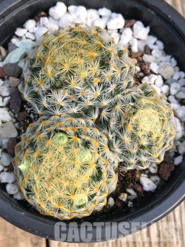 SH4455 Mammillaria schiedeana - immagine 5