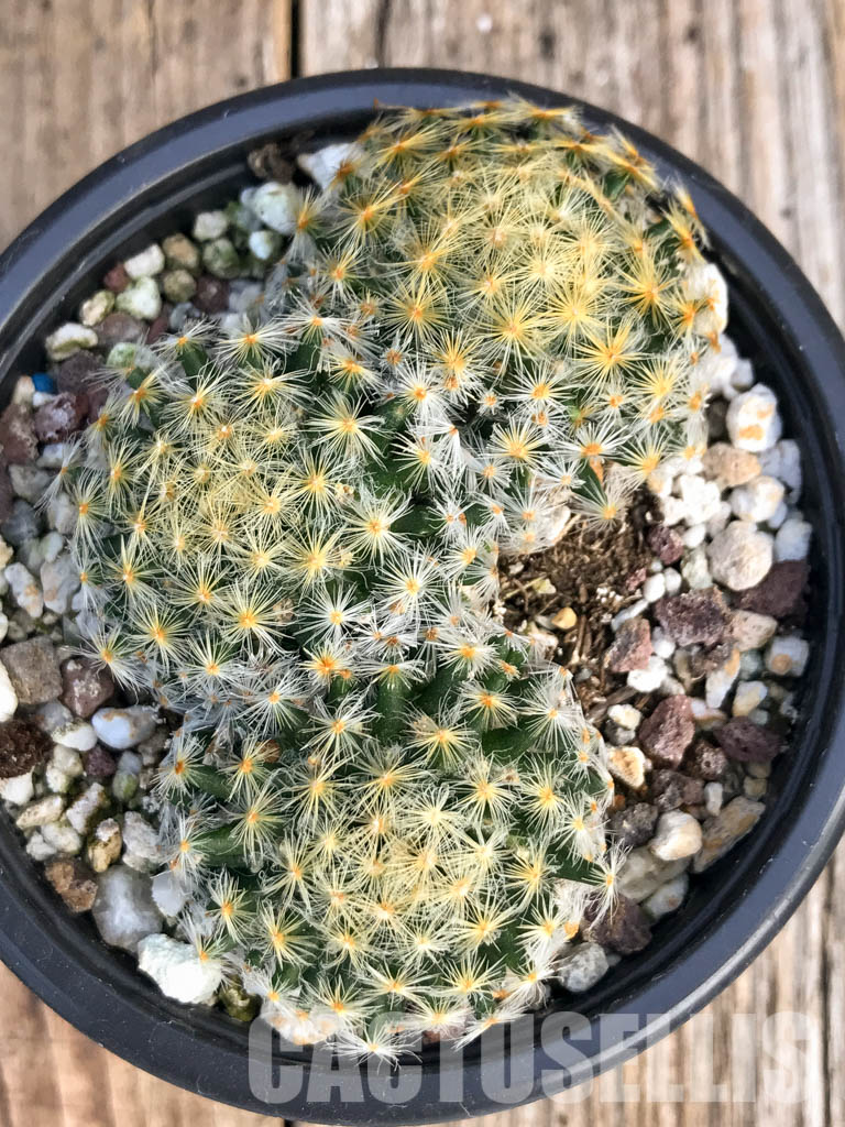 SH4455 Mammillaria schiedeana - immagine 6