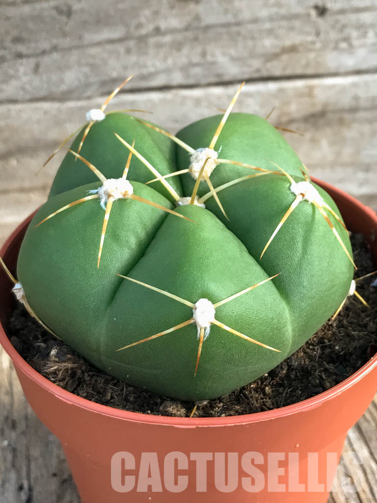 SH4461 Gymnocalycium horstii - immagine 3