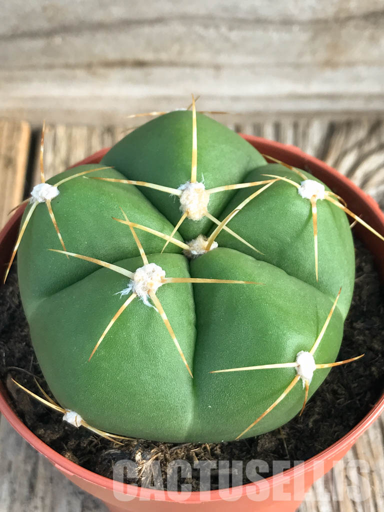 SH4461 Gymnocalycium horstii - immagine 4