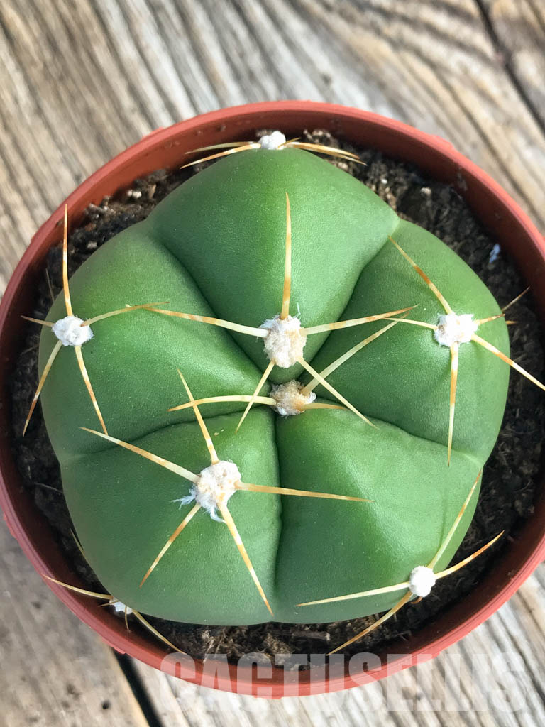 SH4461 Gymnocalycium horstii - immagine 2
