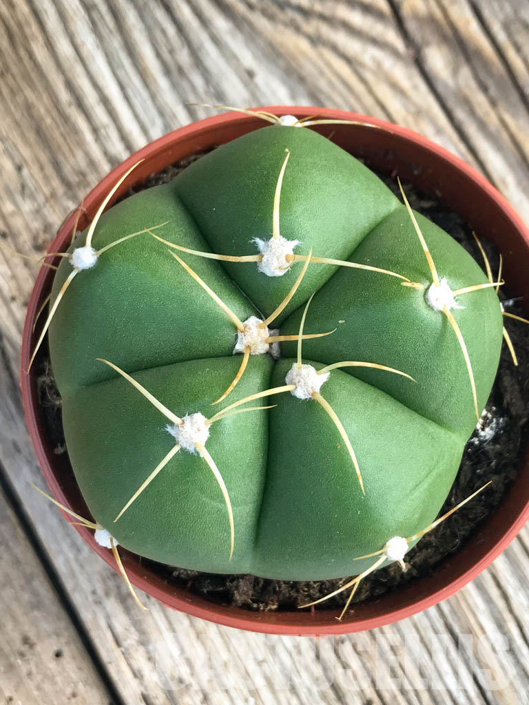 SH4461 Gymnocalycium horstii - immagine 5