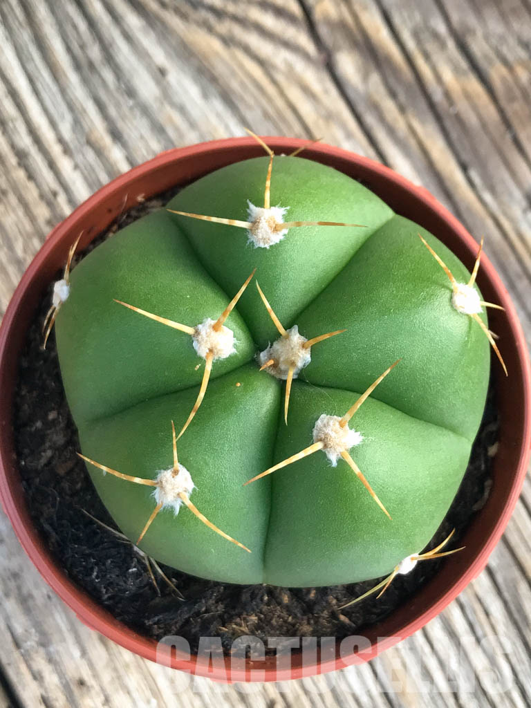 SH4461 Gymnocalycium horstii - immagine 6